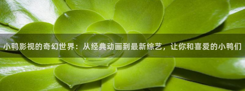 桔子高清视频大全：小鸭影视的奇幻世界：从经典动画到最新综艺，让你和喜爱的小鸭们