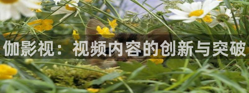 桔子tv视频：伽影视：视频内容的创新与突破